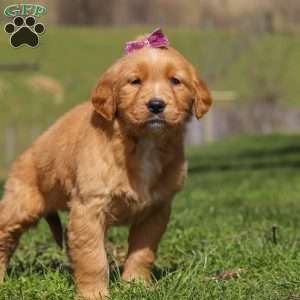 Rose, Golden Retriever Puppy